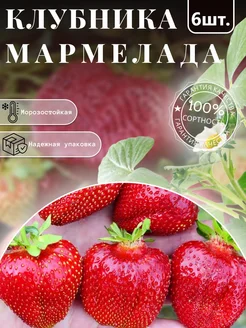Клубника саженцы Мармелада Крымский Сад 327108032 купить за 315 ₽ в интернет-магазине Wildberries