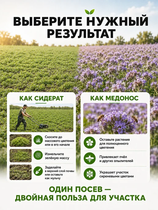 Фацелия сидерат семена 1кг, 1 кг, фото 4