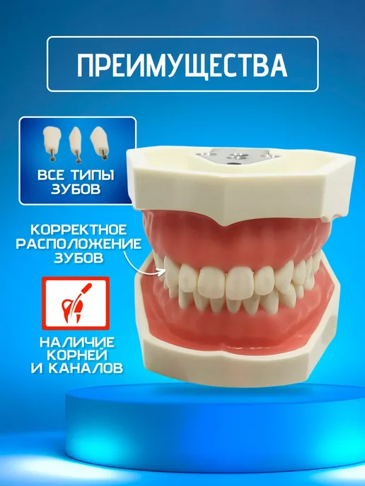 Medivers Челюсть стоматологическая анатомическая модель, вариант, фото 2