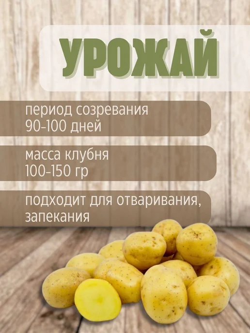 Картофель 21 Семенной картофель Адретта 5 кг, 5 кг, фото 3