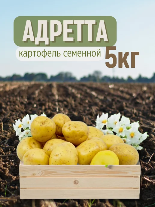 Семенной картофель Адретта 5 кг, 5 кг