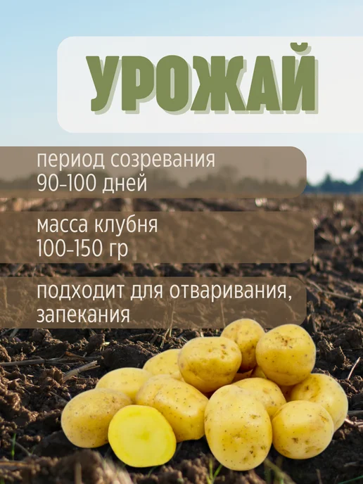 Семенной картофель Адретта 5 кг, 5 кг, фото 3
