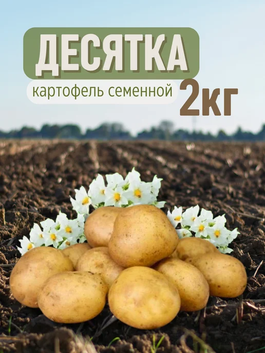 Семенной картофель Десятка 2 кг, 2 кг
