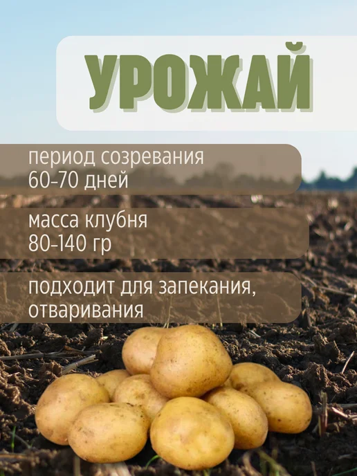 Семенной картофель Десятка 2 кг, 2 кг, фото 3