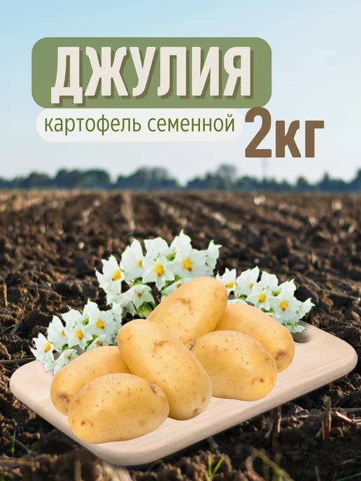 Семенной картофель Джулия 2 кг, 2 кг