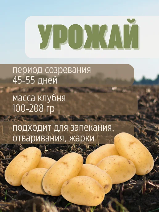 Семенной картофель Джулия 2 кг, 2 кг, фото 3