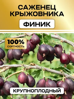Крыжовник саженцы сладкий Финик Семена России 331477987 купить за 376 ₽ в интернет-магазине Wildberries