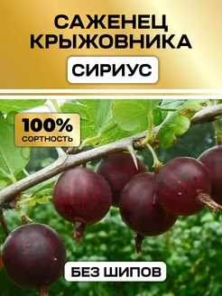 Крыжовник саженцы без шипов крупный Сириус Семена России 331477989 купить за 376 ₽ в интернет-магазине Wildberries