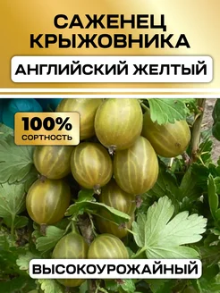 Саженец крыжовника Английский желтый Семена России 331477990 купить за 376 ₽ в интернет-магазине Wildberries