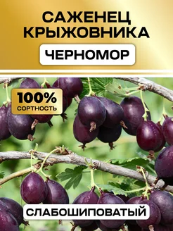 Крыжовник саженцы Черномор Семена России 331477992 купить за 376 ₽ в интернет-магазине Wildberries