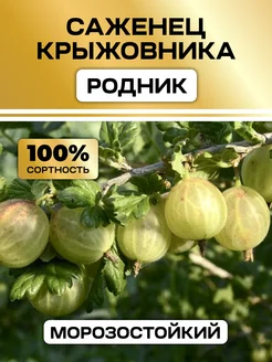 Крыжовник саженец для посадки Родник Семена России 331477993 купить за 376 ₽ в интернет-магазине Wildberries