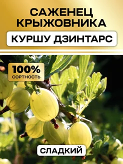 Крыжовник саженцы многолетний Куршу Дзинтарс Семена России 331477994 купить за 384 ₽ в интернет-магазине Wildberries