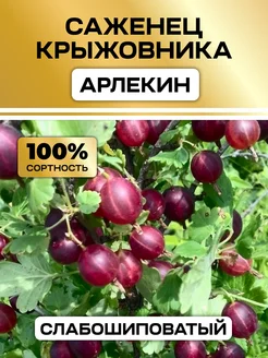 Крыжовник саженцы крупный Арлекин Семена России 331477995 купить за 384 ₽ в интернет-магазине Wildberries