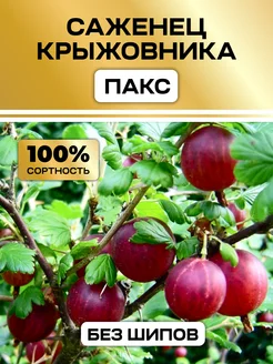 Крыжовник без шипов саженцы Пакс Семена России 331478002 купить за 507 ₽ в интернет‑магазине Wildberries