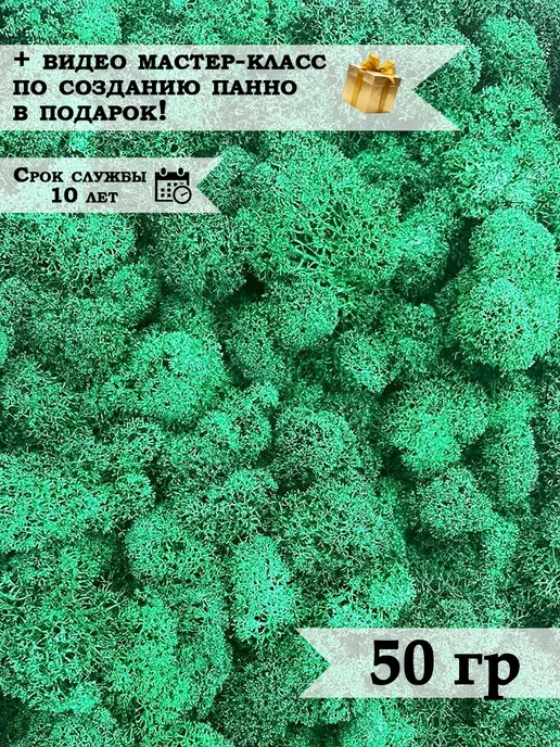 Планета Флористики Мох стабилизированный ягель декоративный, вариант