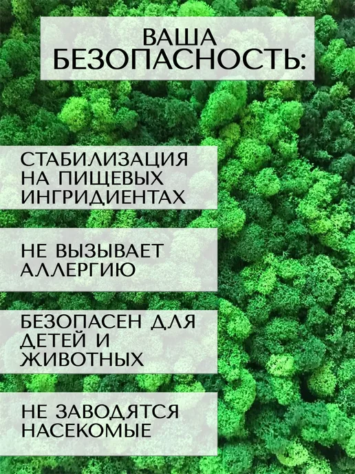Планета Флористики Мох стабилизированный ягель декоративный, вариант, фото 4