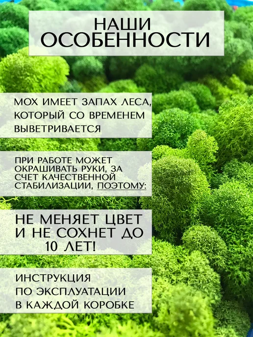 Планета Флористики Мох стабилизированный ягель декоративный, вариант, фото 6