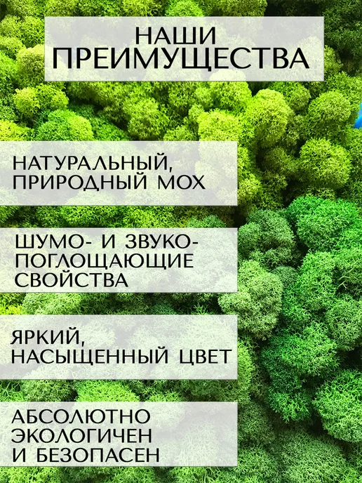 Планета Флористики Мох стабилизированный ягель декоративный, вариант, фото 7