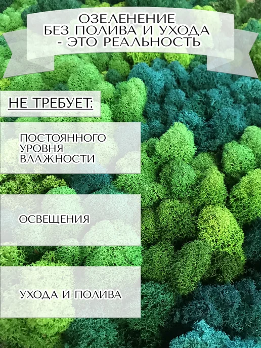 Планета Флористики Мох стабилизированный ягель декоративный, вариант, фото 8