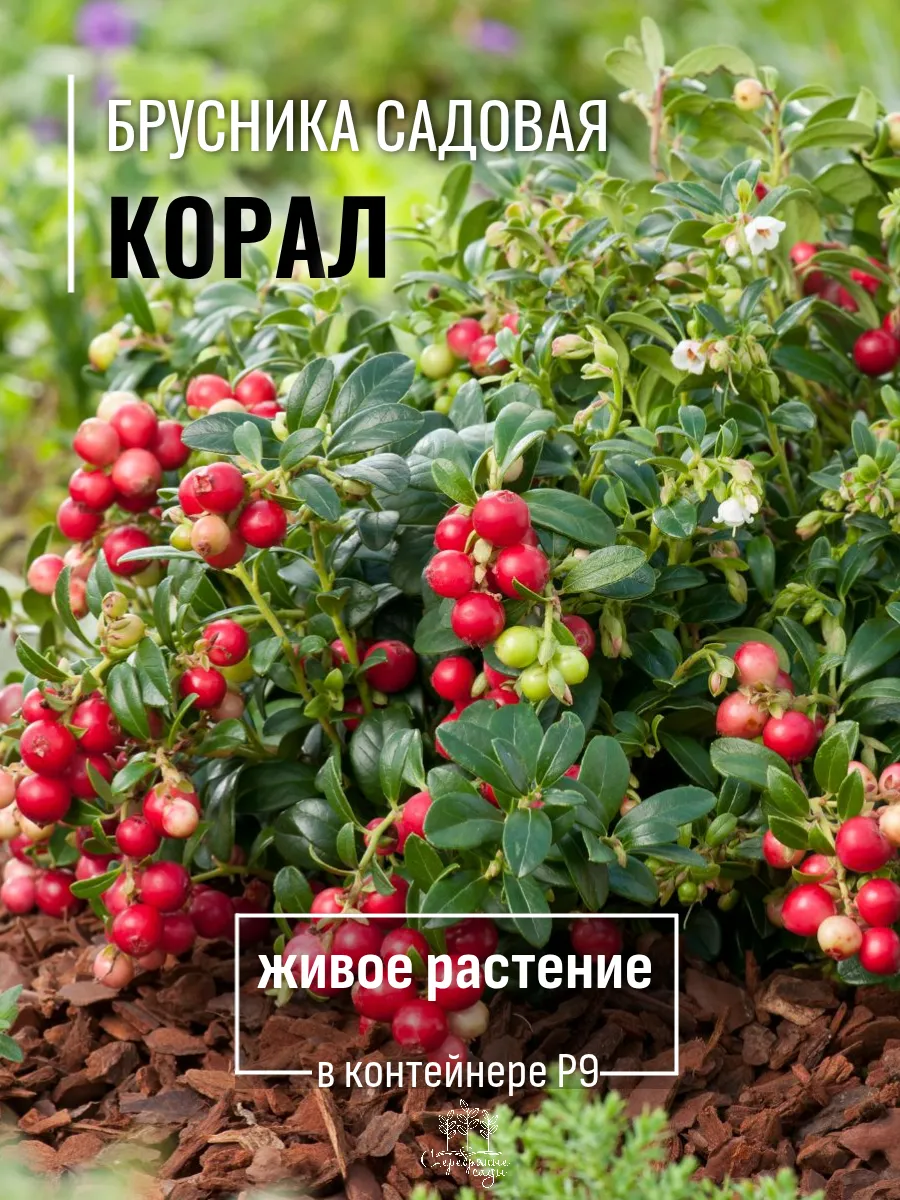 Саженец Брусника ремонтантная Коралл, ЗКС в горшке Р9
