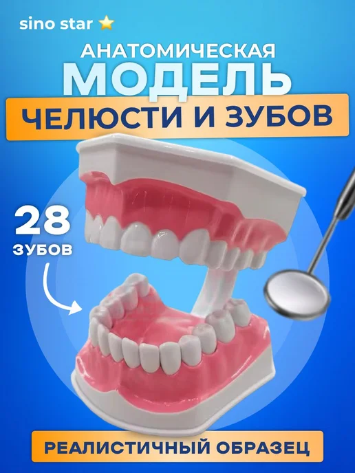 Sino star Анатомическая модель челюсти человека макет, вариант