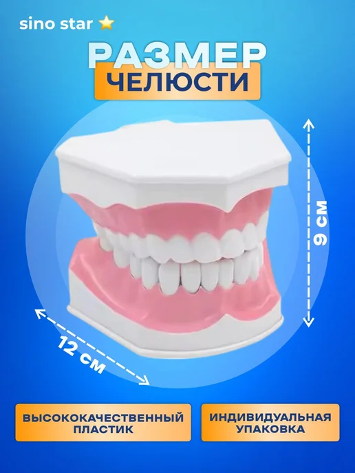 Sino star Анатомическая модель челюсти человека макет, вариант, фото 2