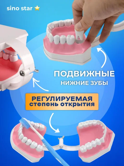 Sino star Анатомическая модель челюсти человека макет, вариант, фото 3