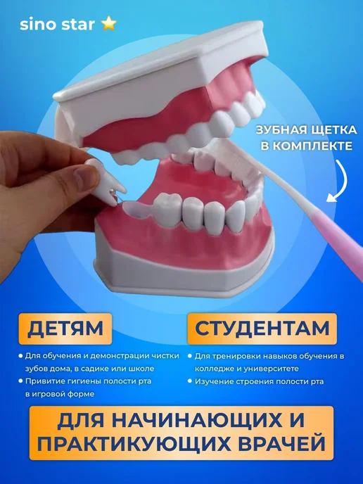 Sino star Анатомическая модель челюсти человека макет, вариант, фото 4