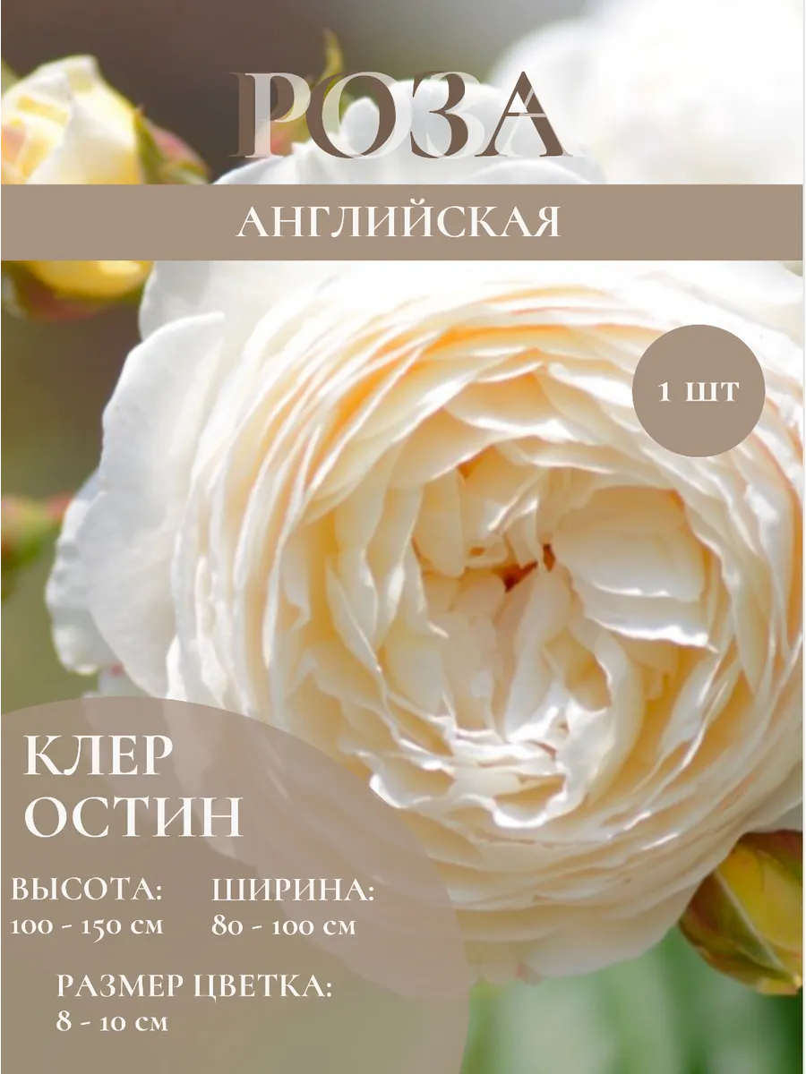 Роза английская саженцы цветов