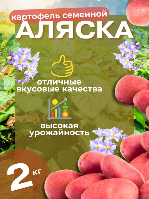 Семенной картофель Метеор 5 кг, 2 кг