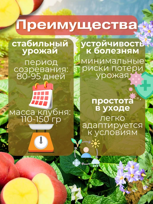 Семенной картофель Метеор 5 кг, 2 кг, фото 2