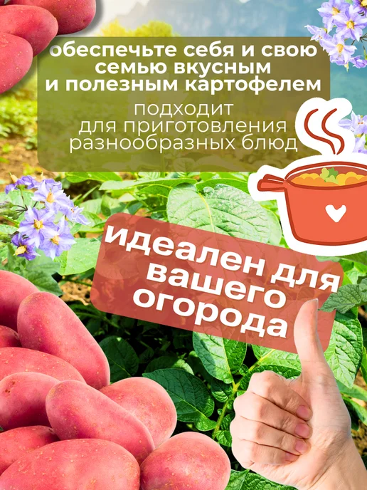 Семенной картофель Метеор 5 кг, 2 кг, фото 3