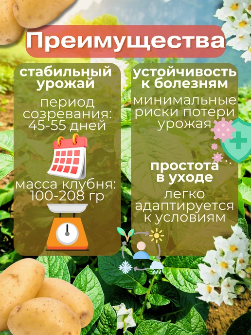 Семенной картофель Джулия 5 кг, 5 кг, фото 2
