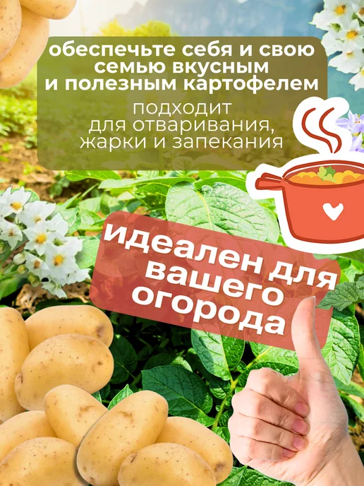 Семенной картофель Джулия 5 кг, 5 кг, фото 3