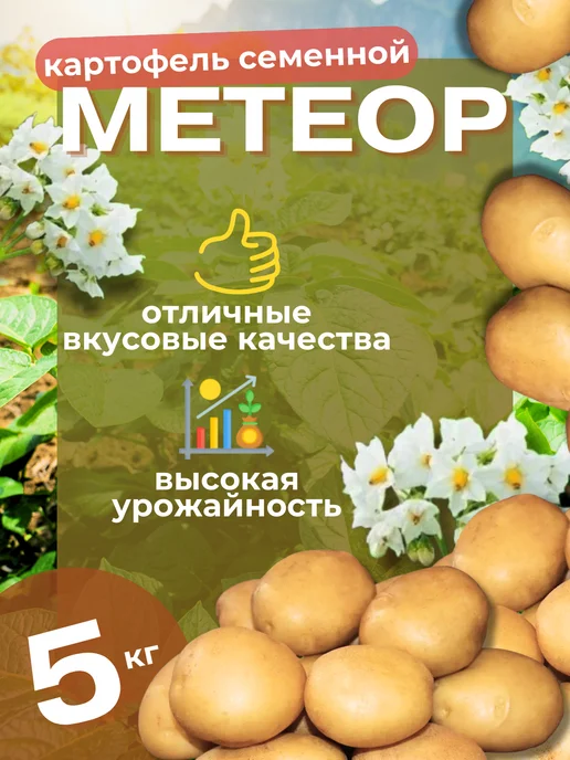 Семенной картофель Метеор 5 кг, 5 кг