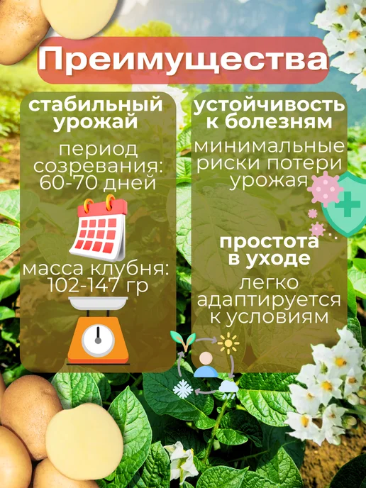 Семенной картофель Метеор 5 кг, 5 кг, фото 2