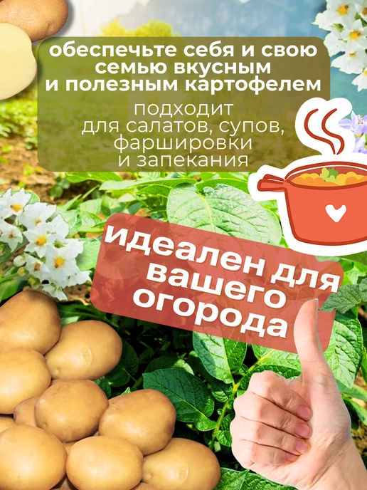 Семенной картофель Метеор 5 кг, 5 кг, фото 3