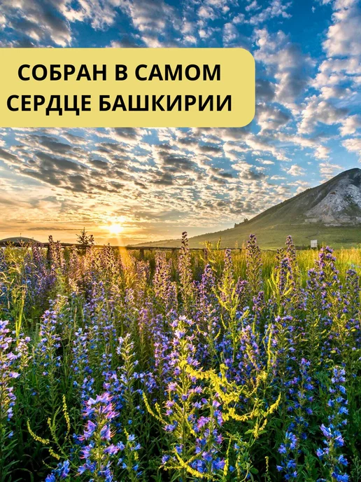 Пасека Крамер Э.А. Мед натуральный гречишный 1 кг сбор 2026 без сахара, 1 кг, фото 3