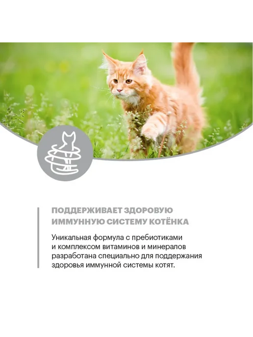 Сухой корм KARMY Кошек Мейн-Кун для собак, 0,4 кг, фото 7