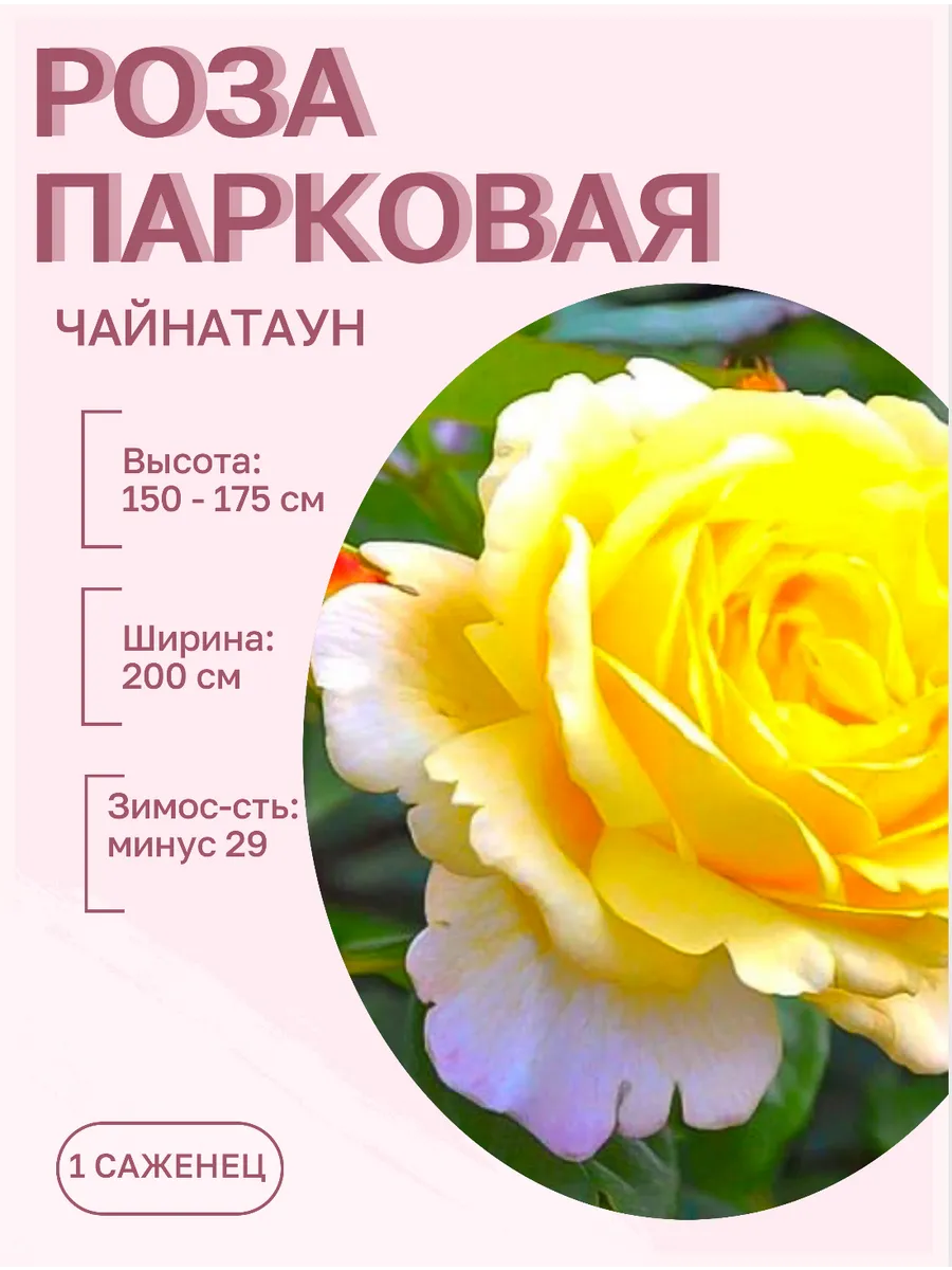 Роза парковая саженцы цветов