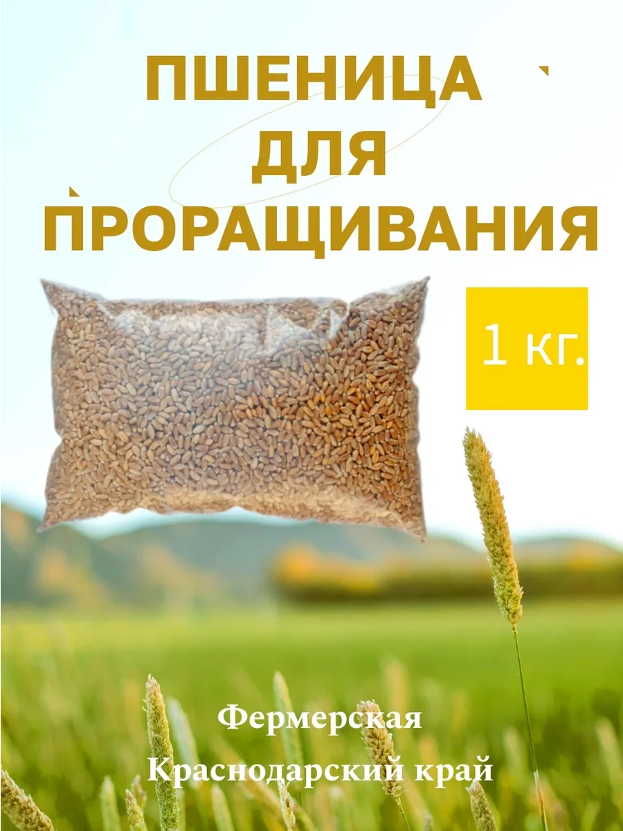 Пшеница для проращивания. 1 кг.