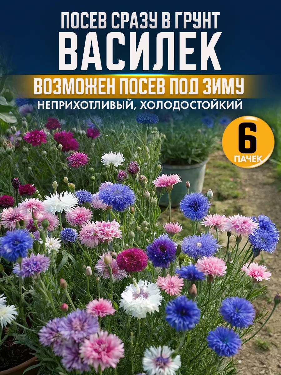 Семена цветов василек