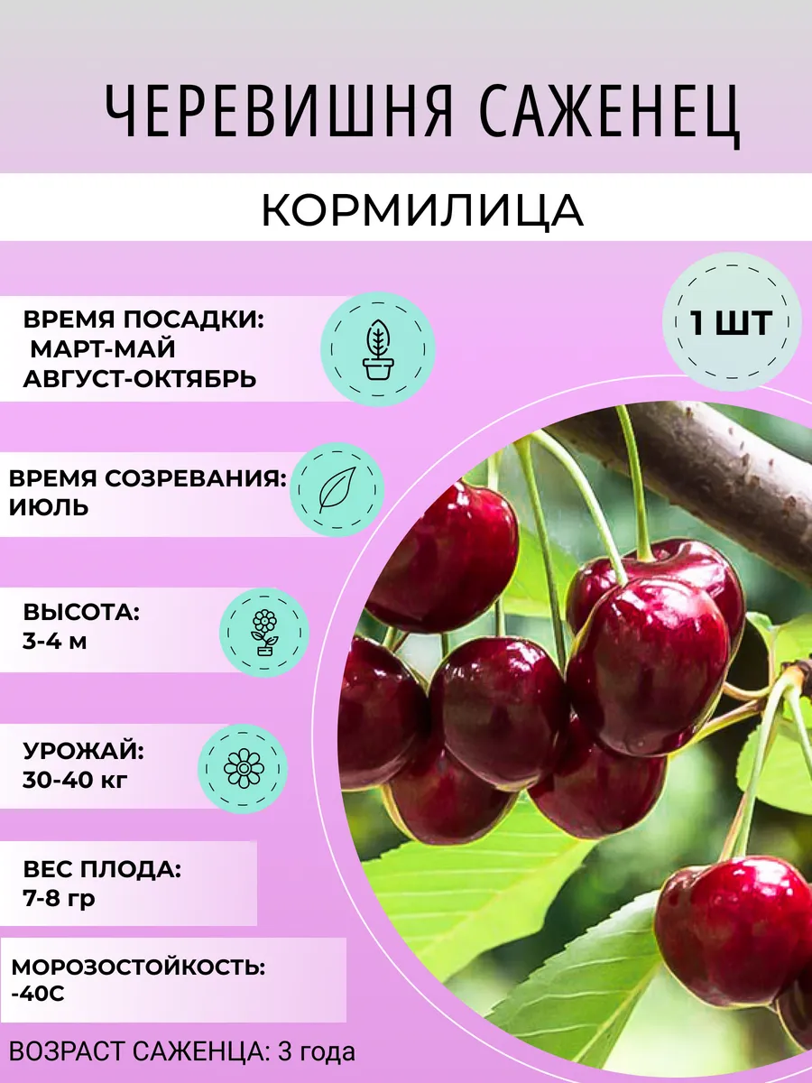 Саженцы деревьев черевишни Кормилица, плодовые многолетники