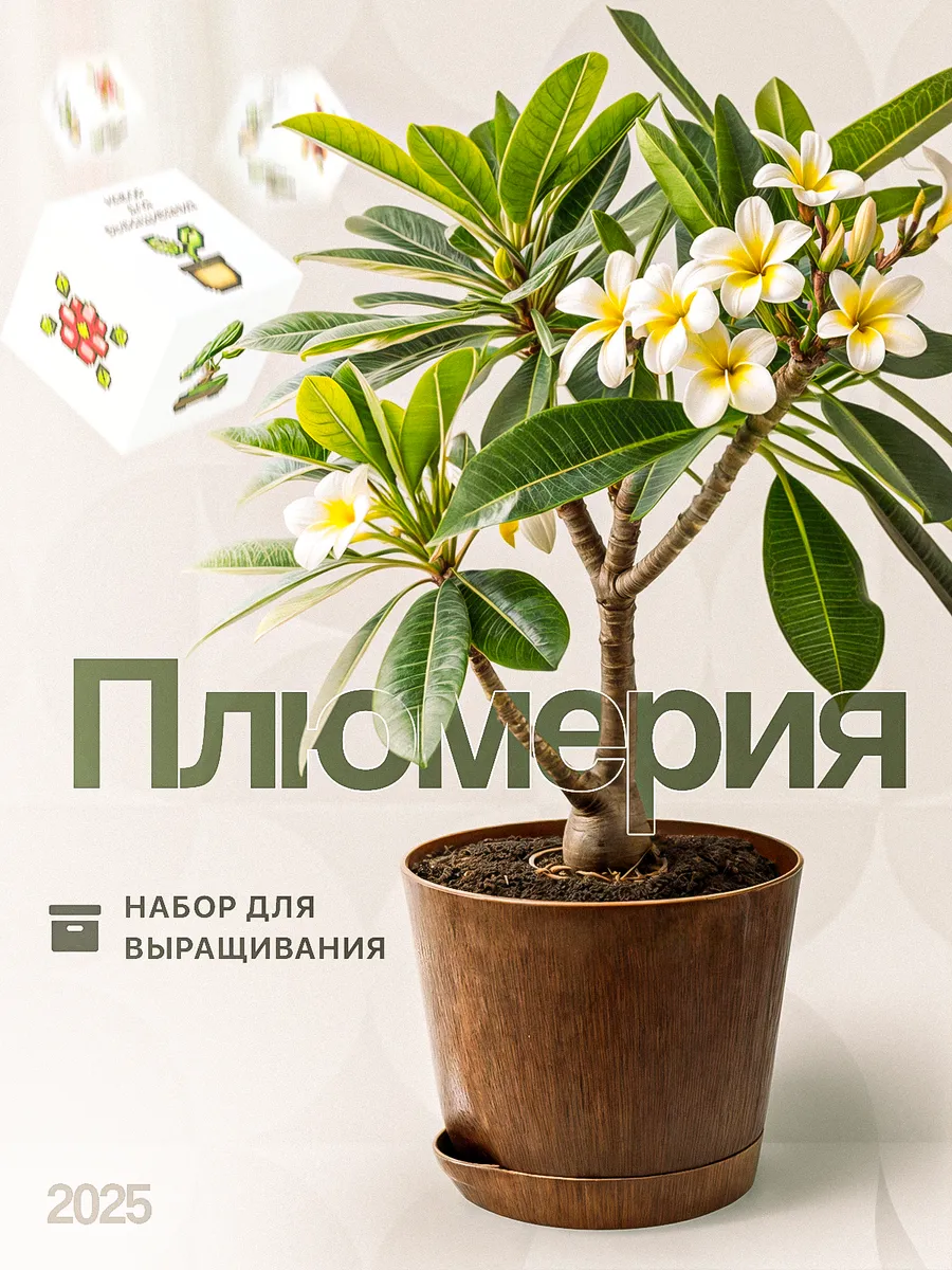Набор для выращивания растений Плюмерия Франжипани