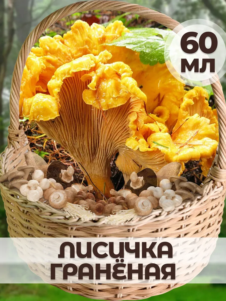 Лисичка гранёная для выращивания