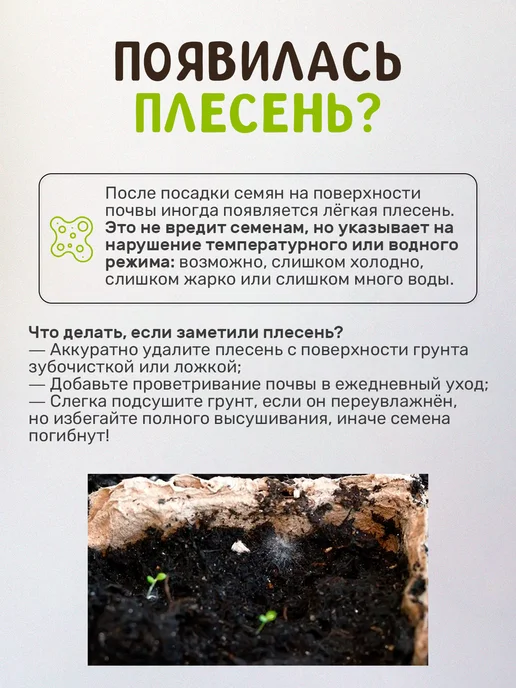 Сад на окне Брусника Набор для выращивания растений, вариант, фото 2