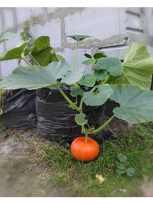 RaDeL Мешки для компоста, садового мусора, листвы 3шт, 5 шт, фото 8