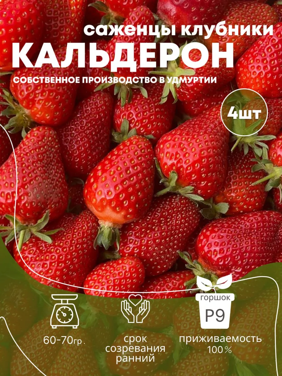 Саженцы рассада клубники Кальдерон, 4 шт.