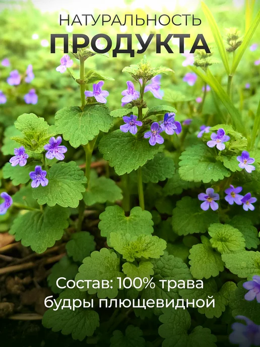 bee lab Травяной сбор Будра 50 гр, 50 г, фото 5