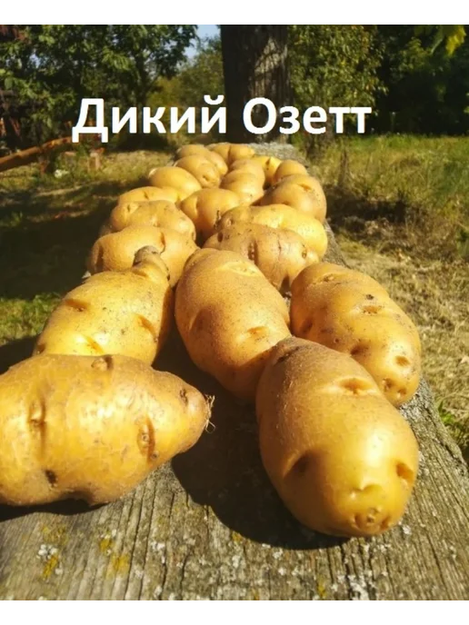 Картофель Банан (potato banana), 400 гр, 500 г, фото 5